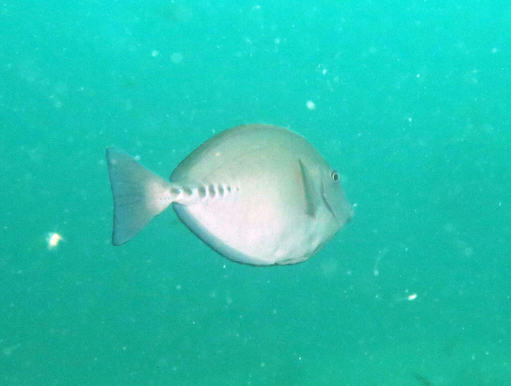 Image of Sawtail surgeonfish