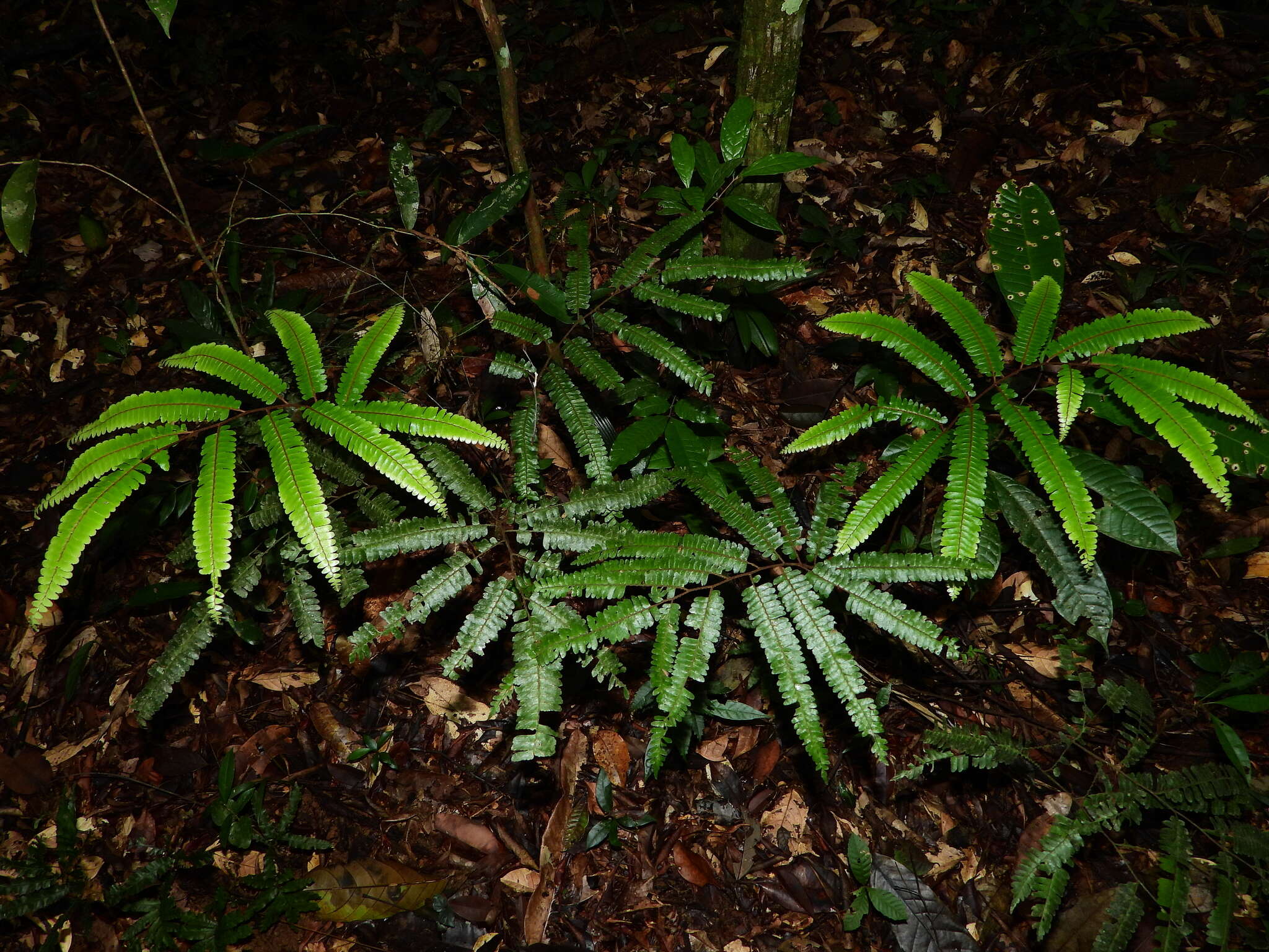 Image of Adiantum cajennense Willd.