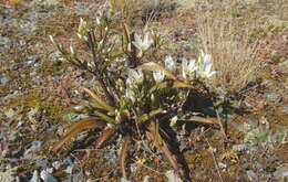 Image of Gentianella corymbifera subsp. corymbifera
