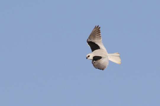 Image of Letter-winged Kite