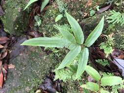 Image of Dryopteris podophylla (Hook.) O. Kuntze