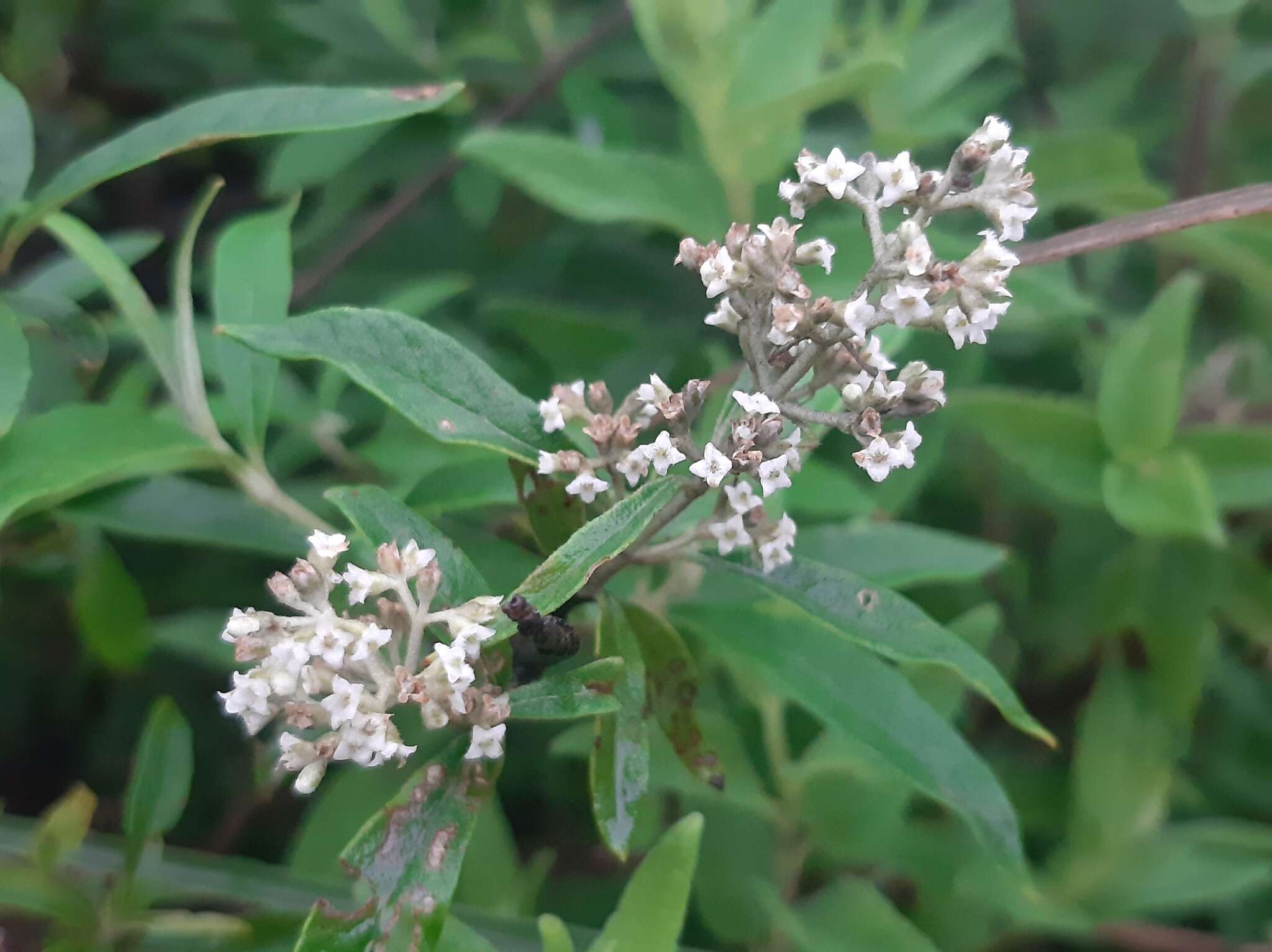 Image of Buddleja parviflora Kunth