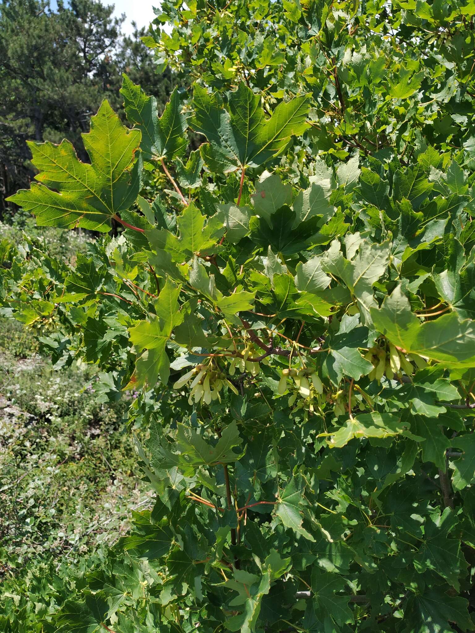 Acer hyrcanum subsp. stevenii (Pojark.) E. Murray的圖片