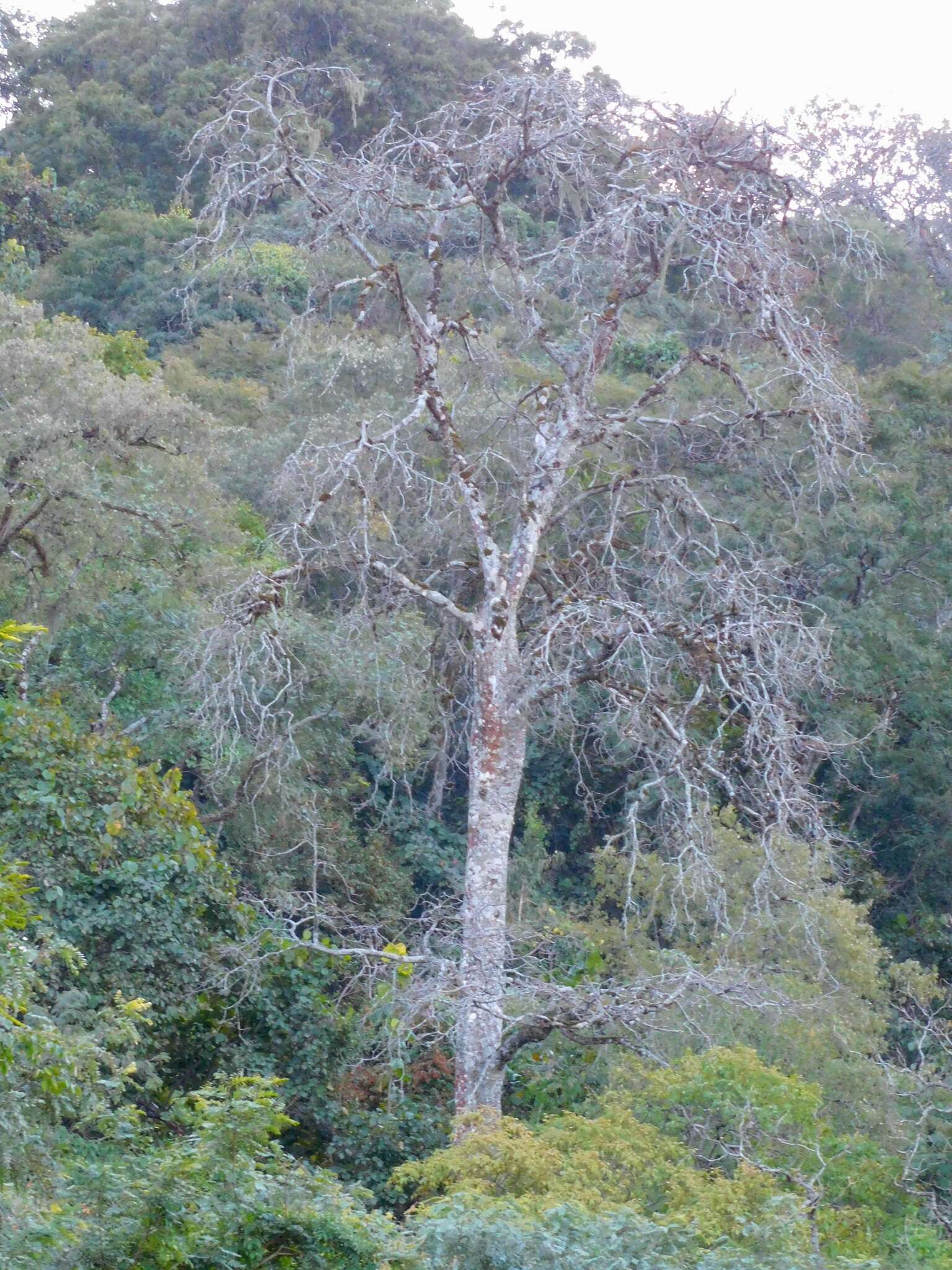 Eriotheca roseorum (Cuatrec.) A. Robyns resmi