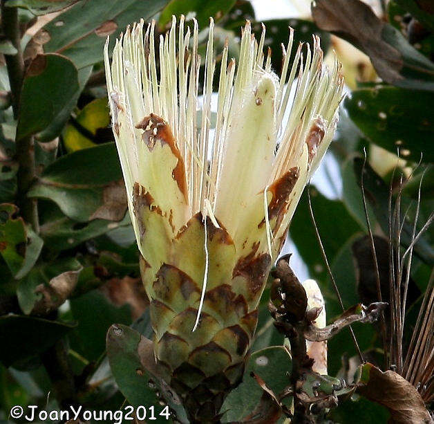 Imagem de Protea aurea subsp. aurea