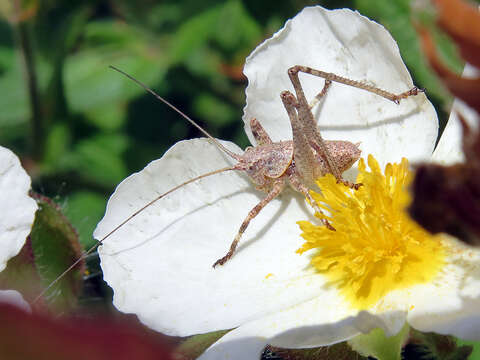 Image of Thyreonotus bidens (Bolívar & I. 1887)