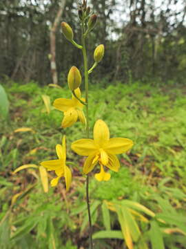 Image of Spathoglottis affinis de Vriese