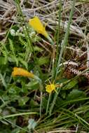 Narcissus bulbocodium L. resmi