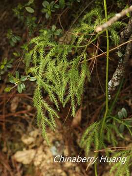 Plancia ëd Lycopodiastrum casuarinoides (Spring) Holub ex Dixit