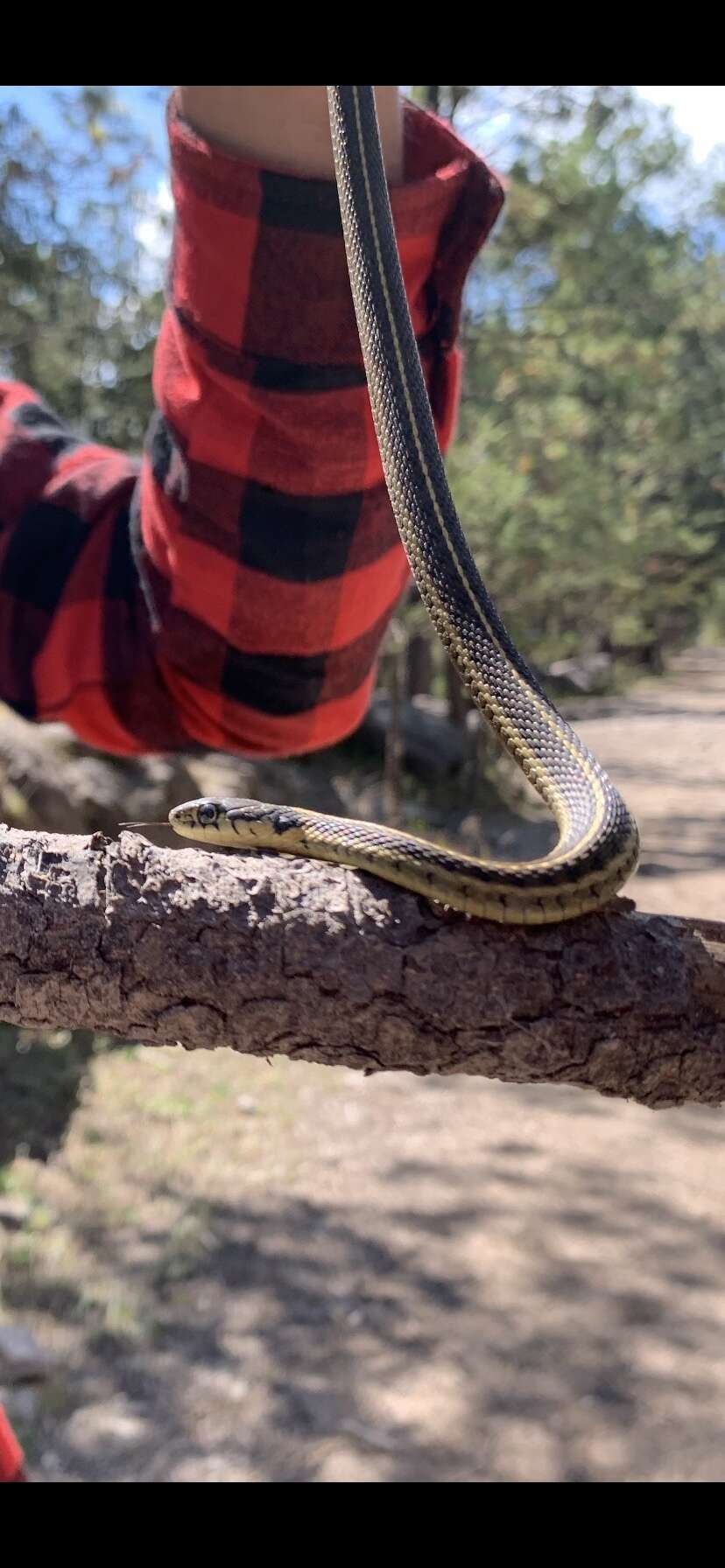 Image of Thamnophis errans H. M. Smith 1942