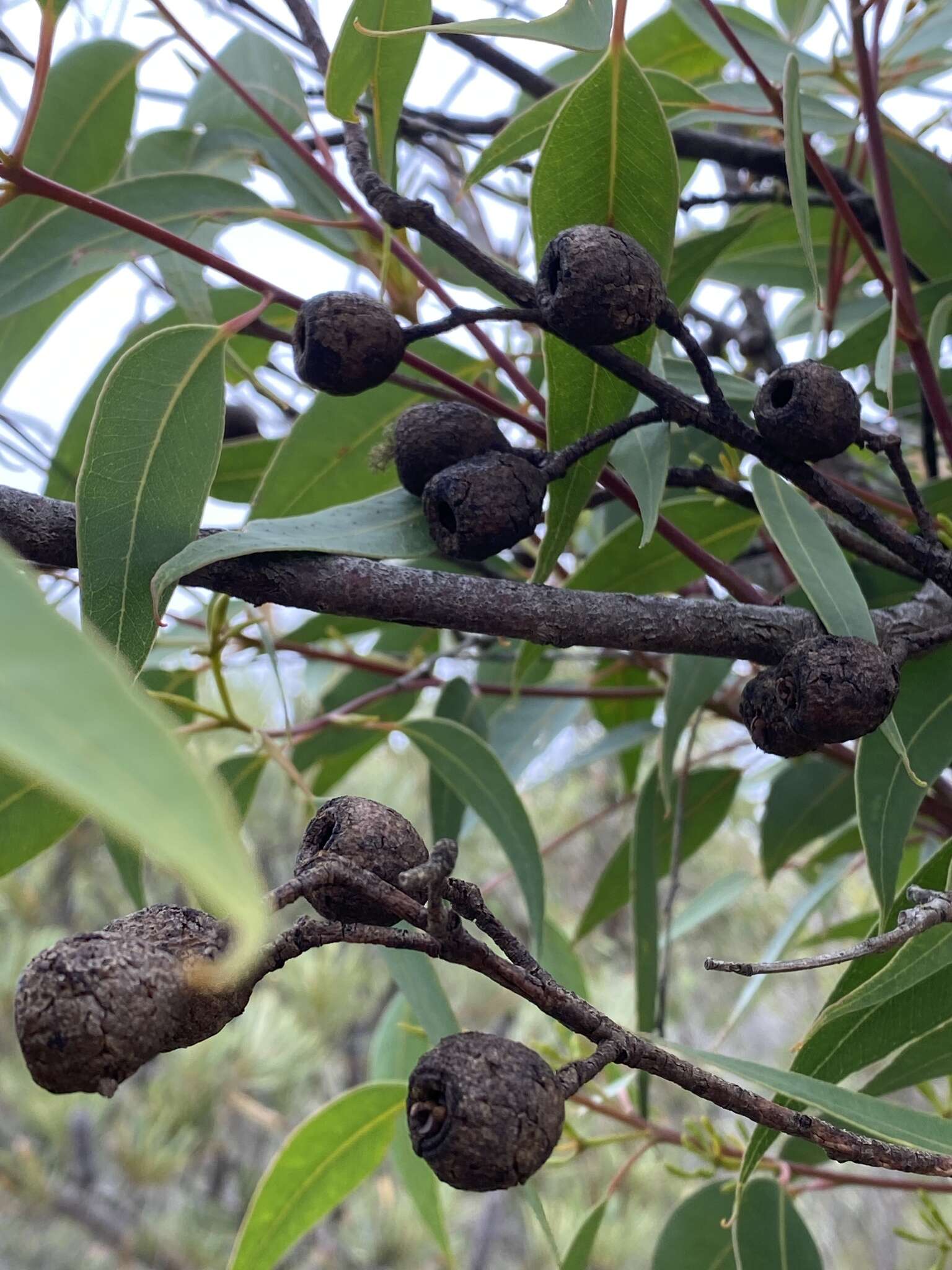 Image of Albany Blackbutt