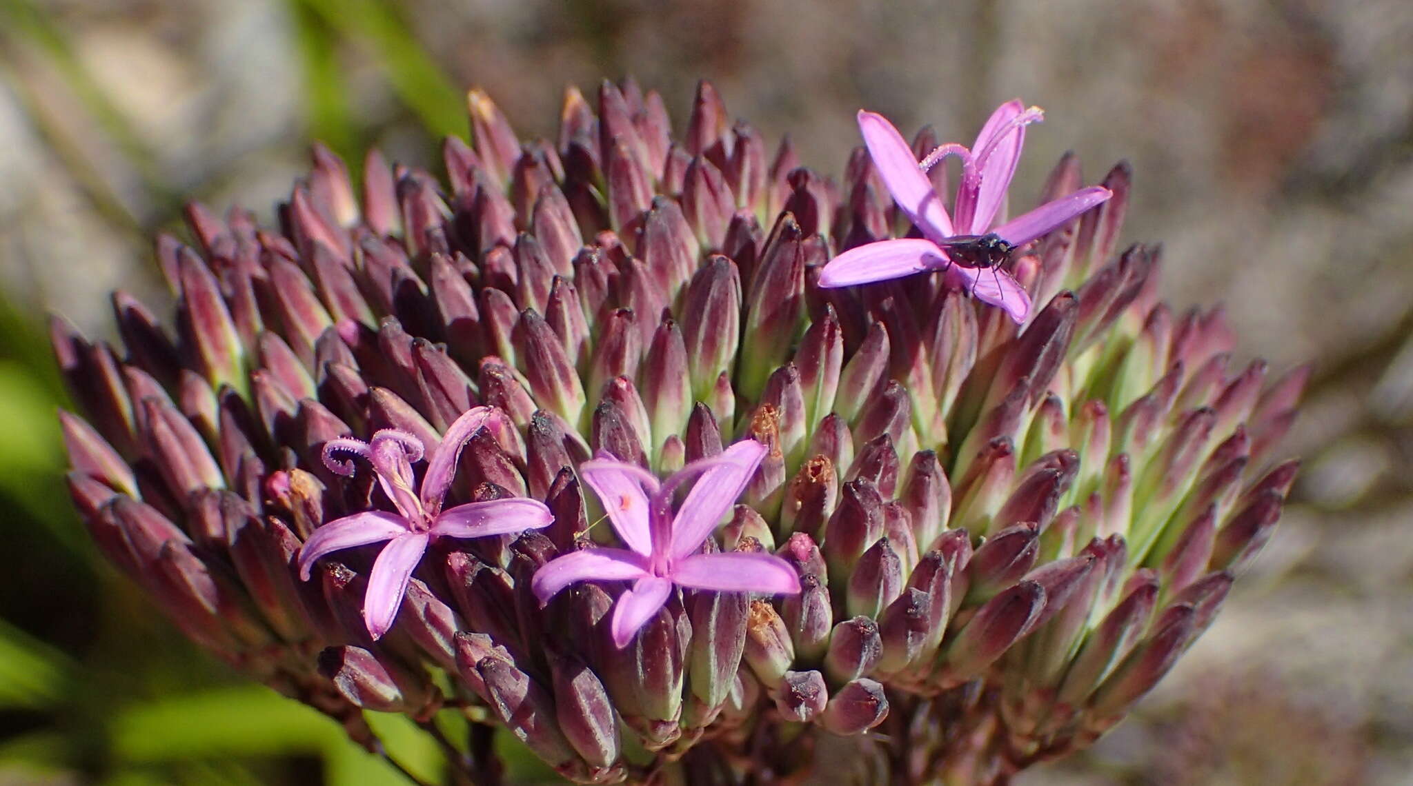 Image of Corymbium glabrum L.