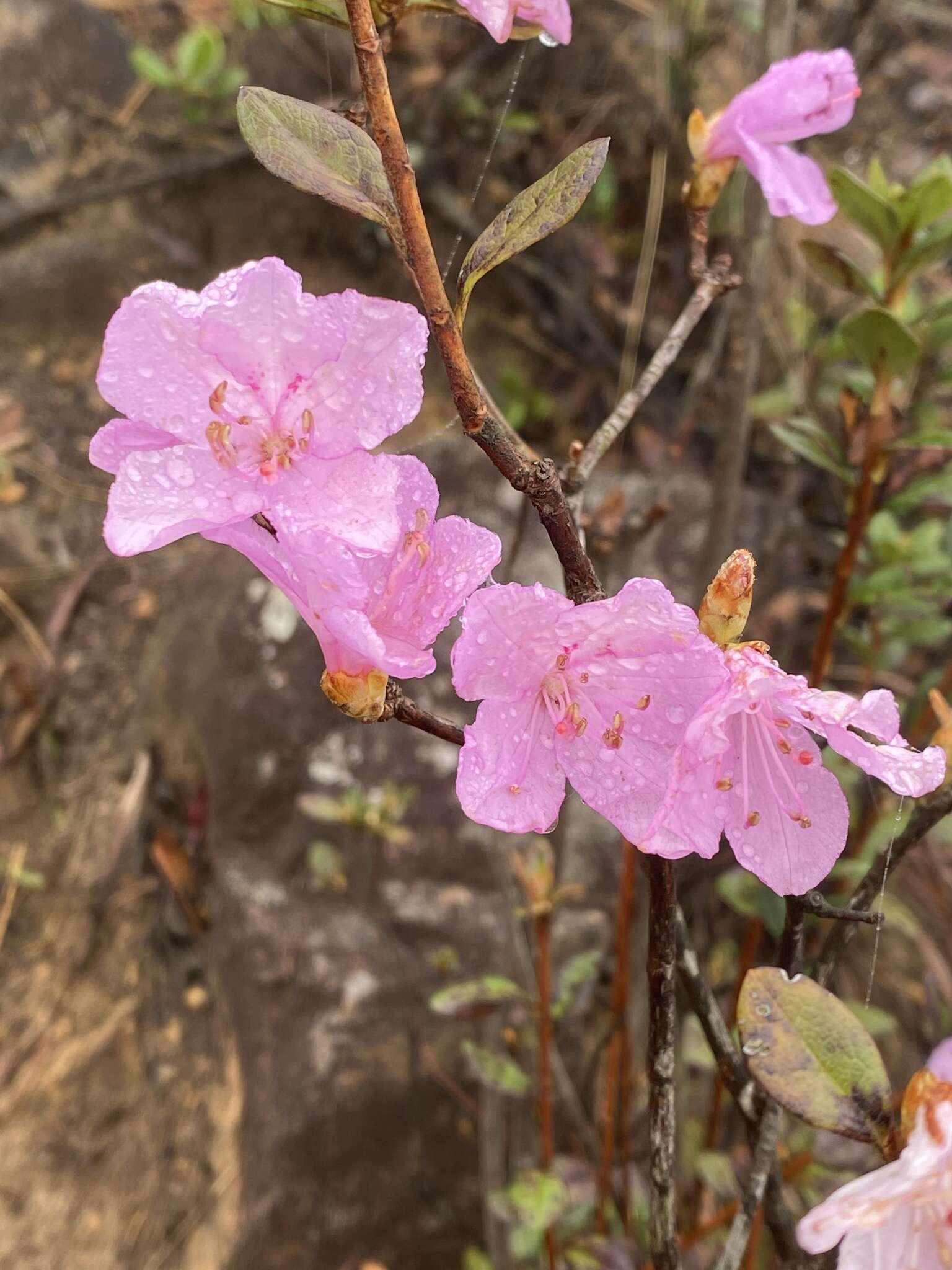 صورة Rhododendron farrerae Tate ex Sweet