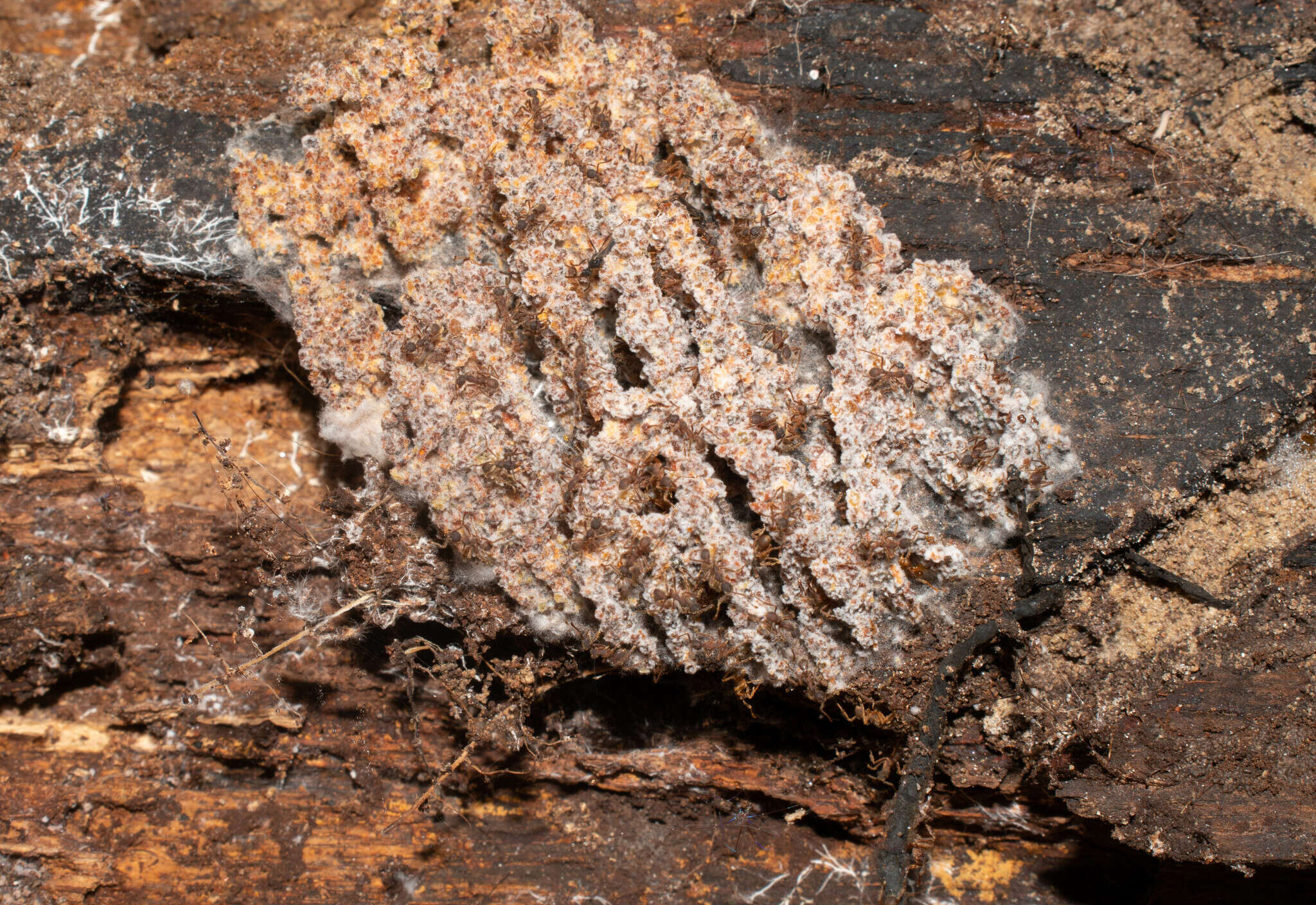 Image of Myrmecopterula nudihortorum