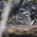 Image of Nahan's Partridge