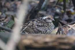 Image of Nahan's Partridge