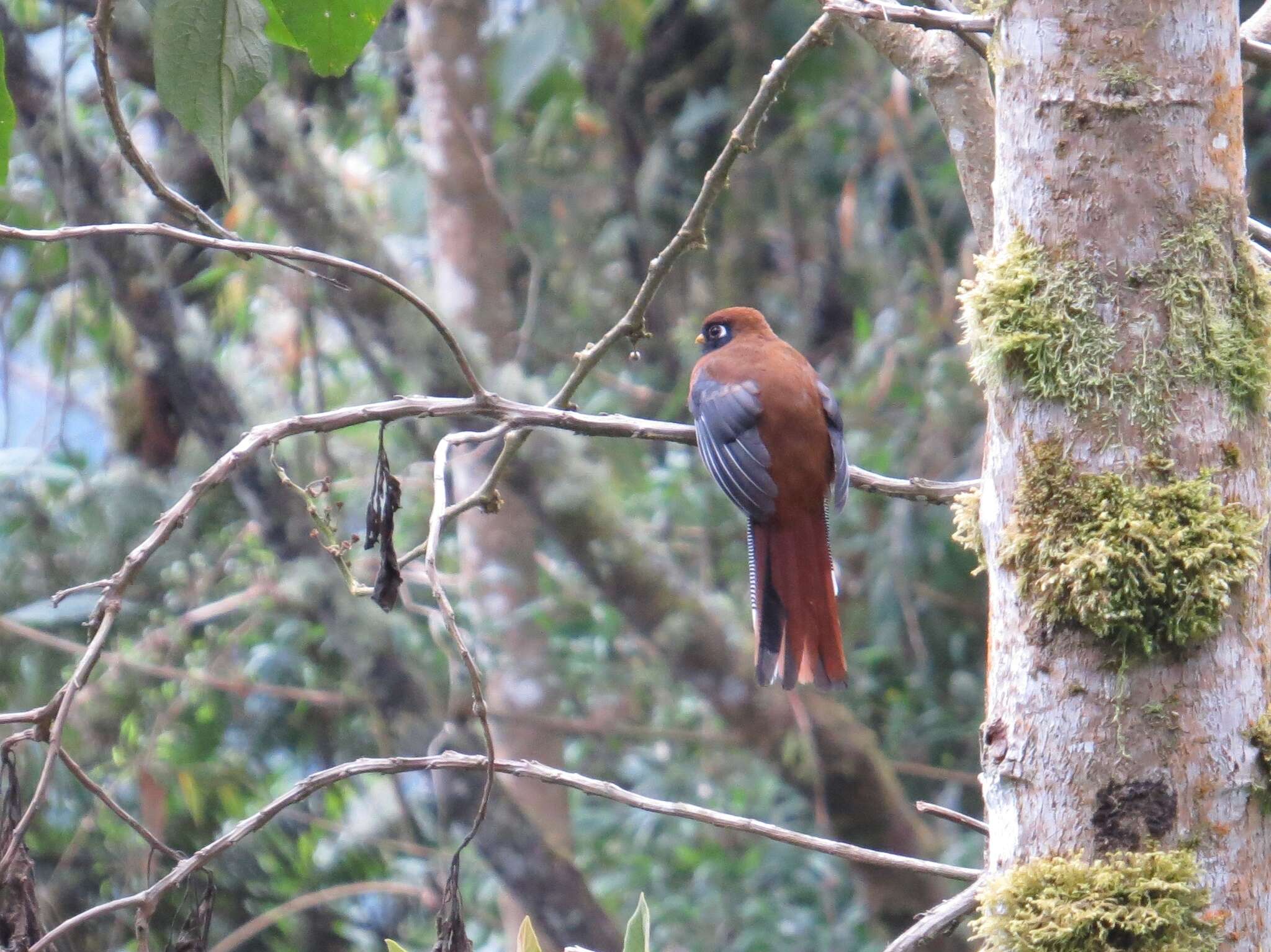 Imagem de Trogon personatus Gould 1842