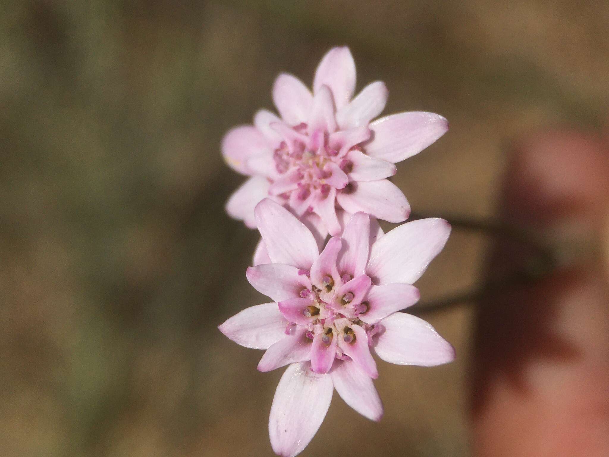 Image of Leucheria rosea Poepp. ex Less.
