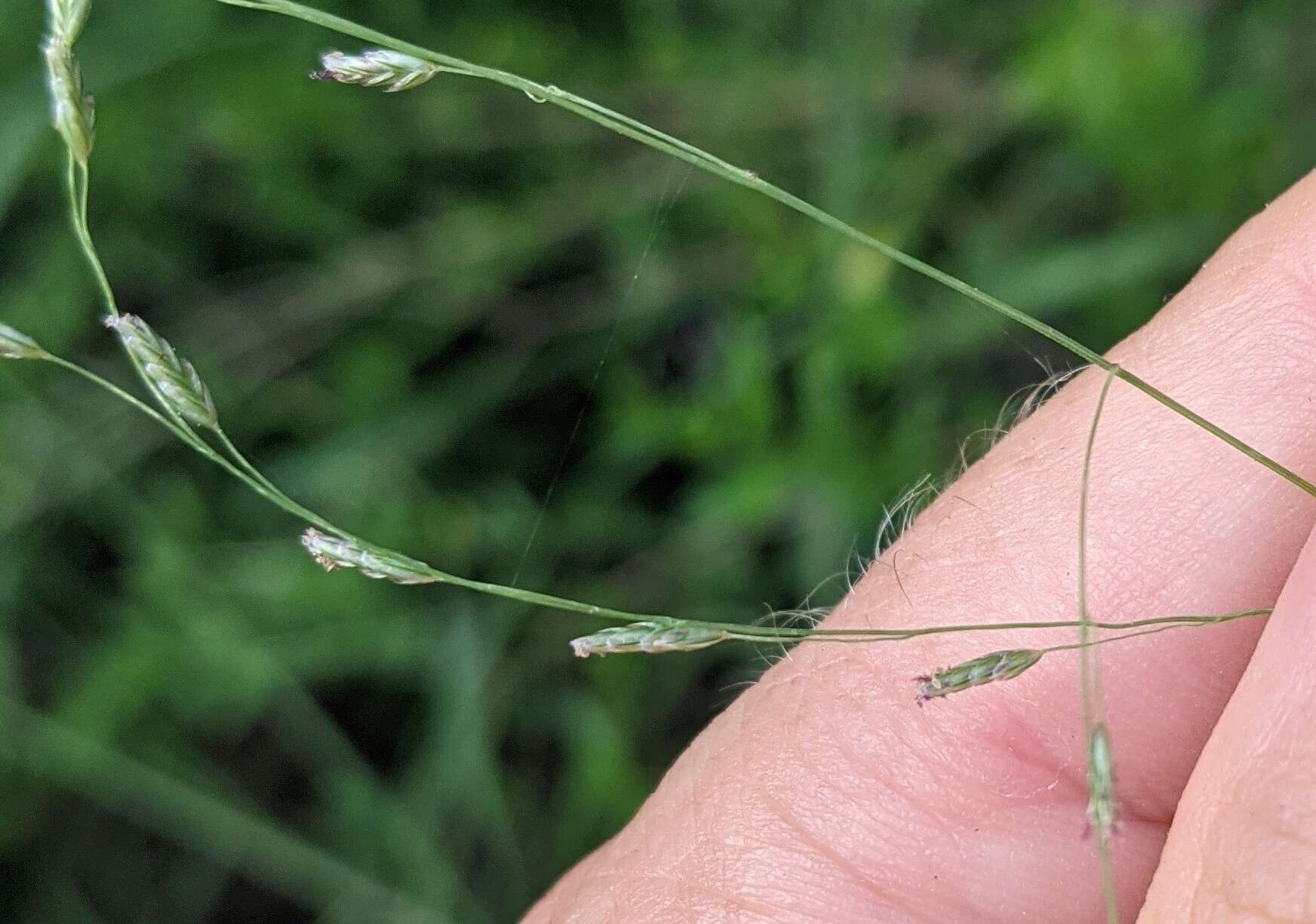 Image of lovegrass tridens