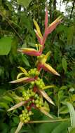 Image of Heliconia spissa Griggs