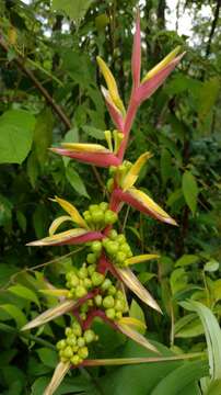 Image de Heliconia spissa Griggs