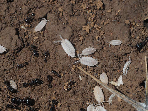 Image of Porcellionides myrmecophilus (Stein 1859)