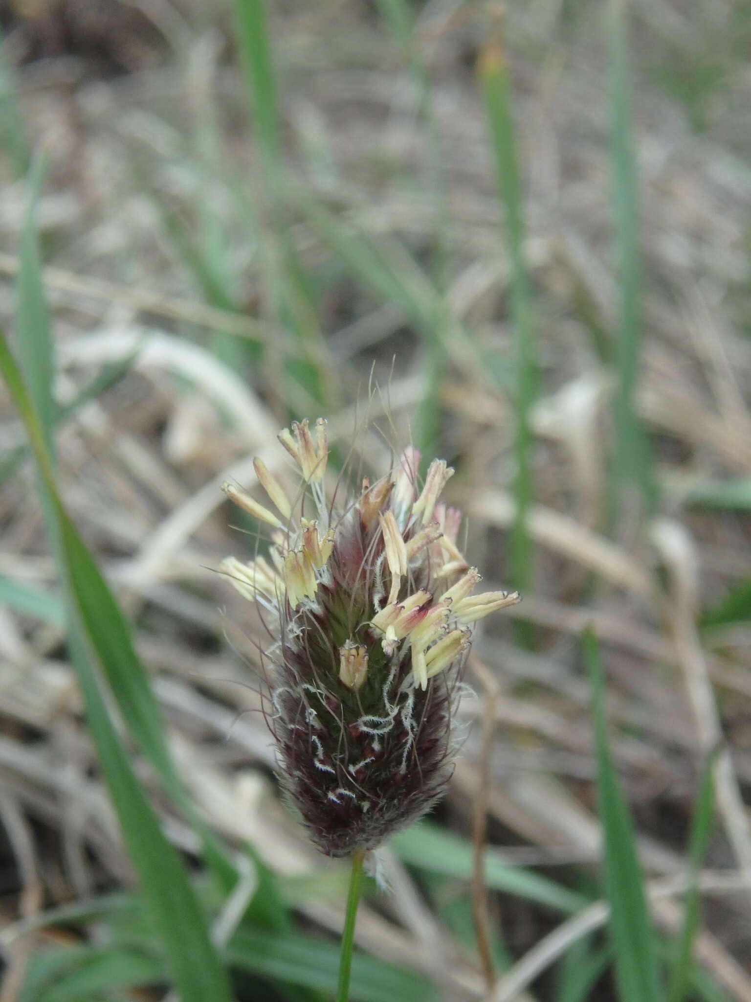 Image of Alopecurus vaginatus (Willd.) Kunth