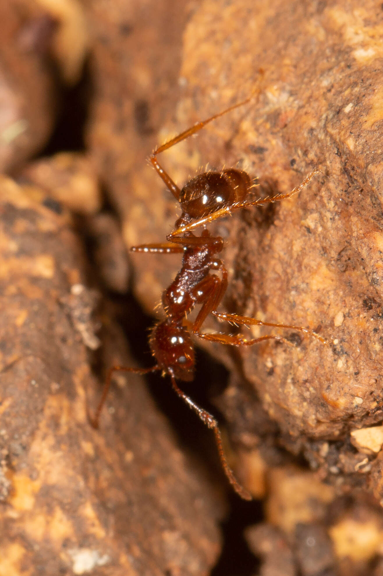 Слика од Aphaenogaster longiceps (Smith 1858)