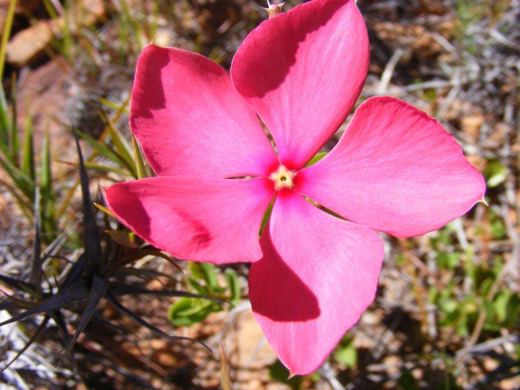 Image de Catharanthus ovalis subsp. grandiflorus Markgr.