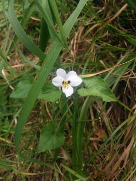 صورة Viola ocellata Torr. & Gray