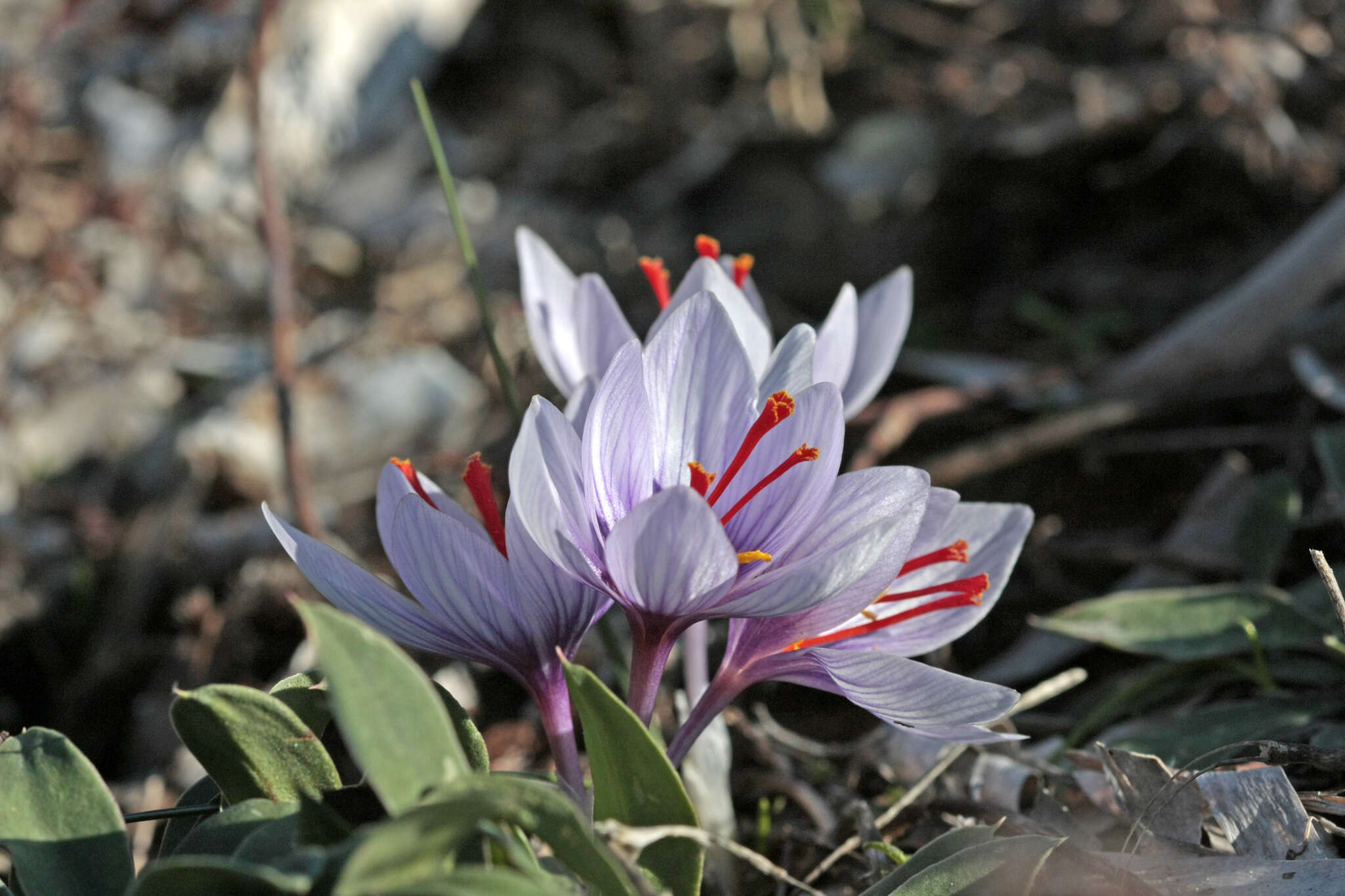 Image de Crocus cartwrightianus Herb.