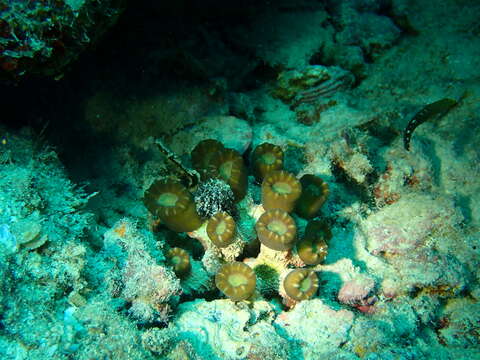 Image of Phaceloid fleshy hard coral