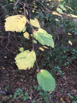 Image of Corylus cornuta subsp. californica (A. DC.) A. E. Murray