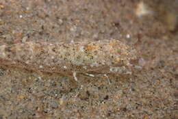 Image of California bay shrimp