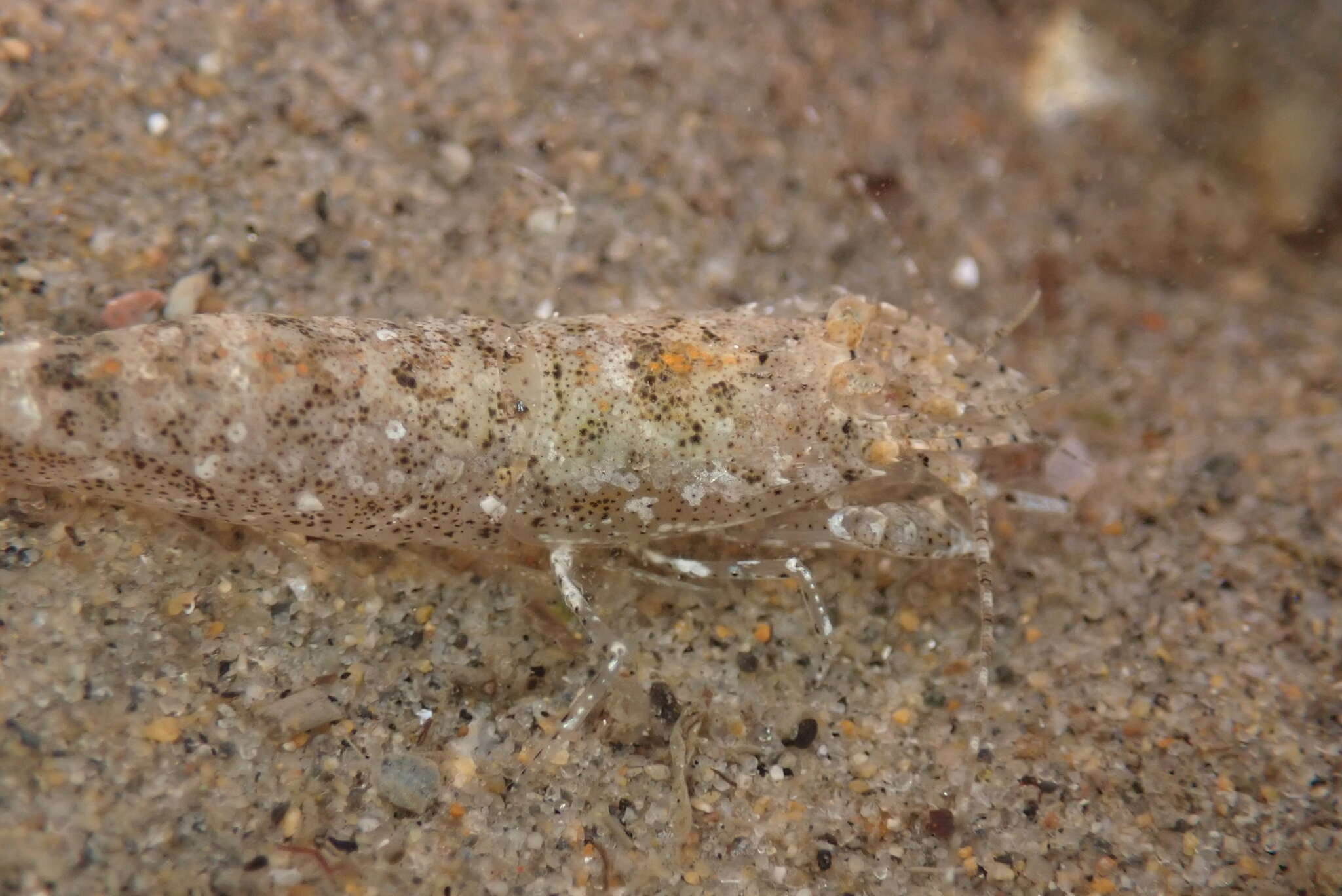 Image of California bay shrimp