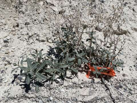 Image of Ash Meadows blazingstar