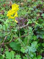 Image of smallflower fumewort