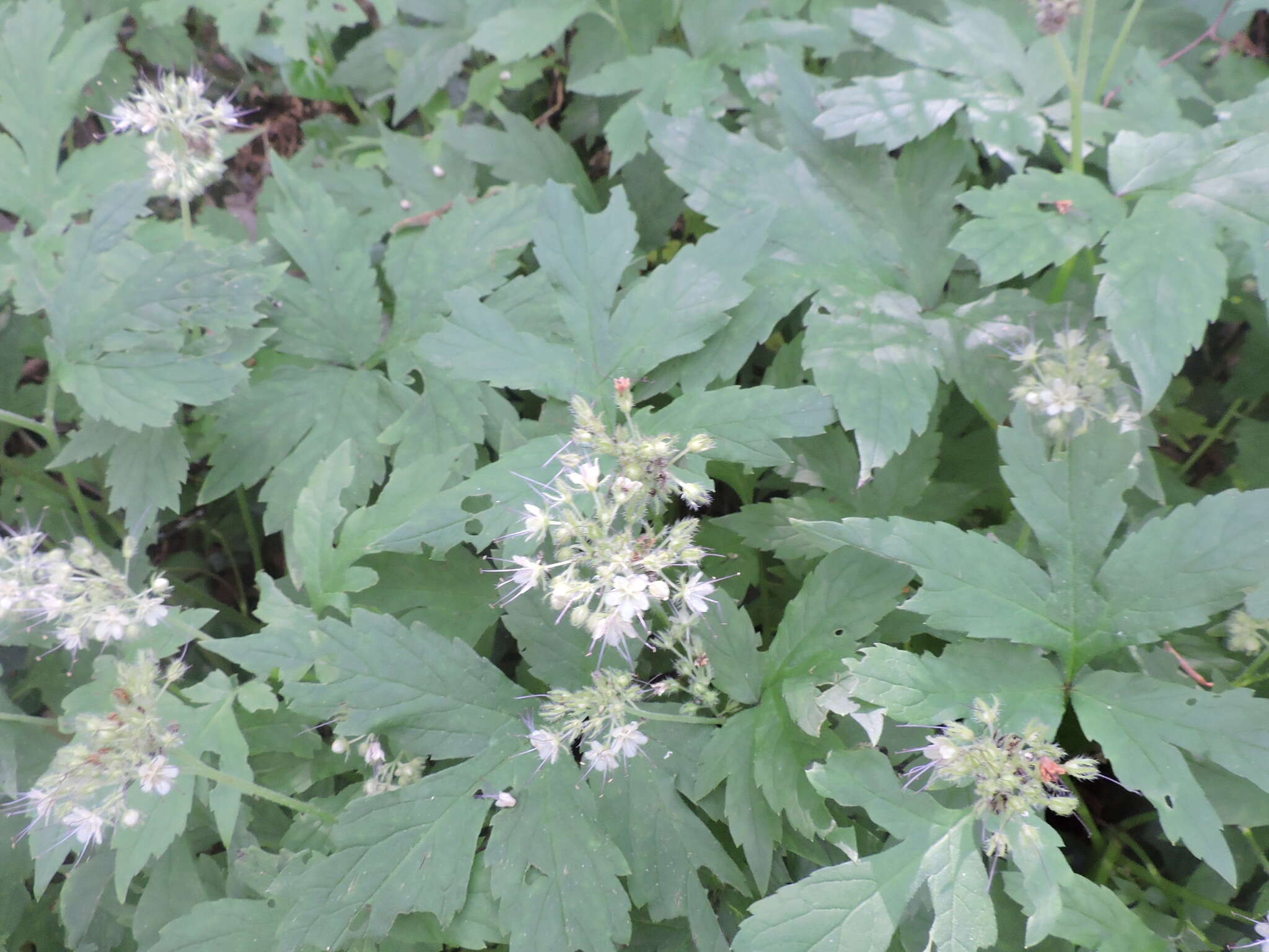 Image of Pacific waterleaf