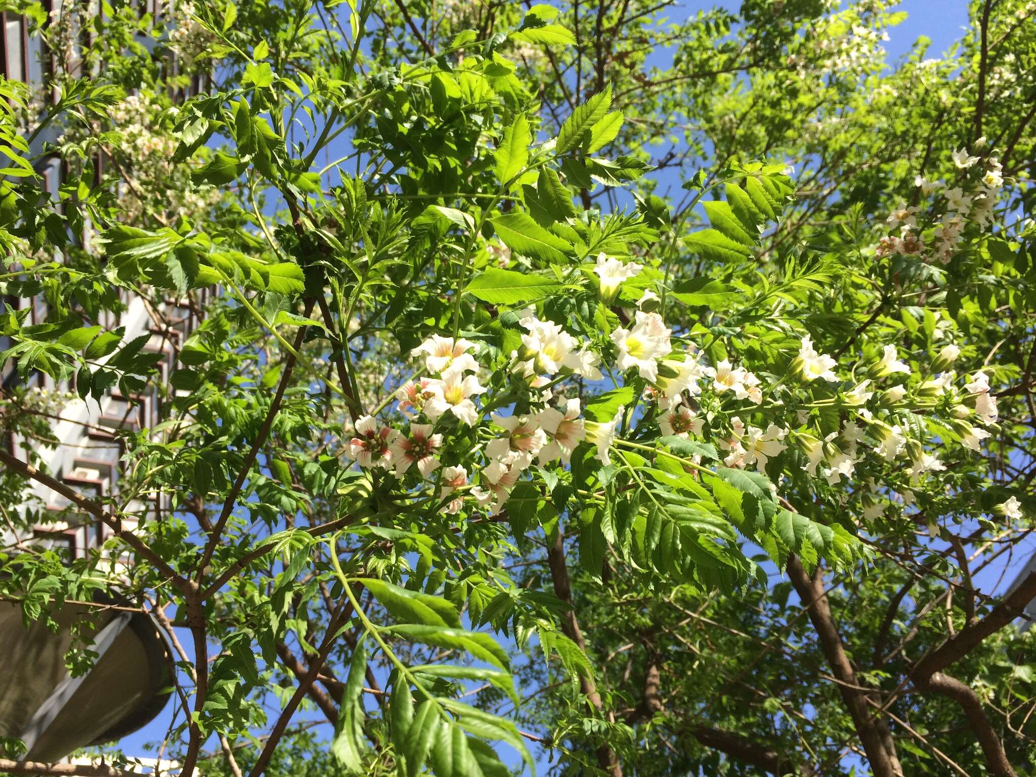 Image of Xanthoceras sorbifolia Bunge