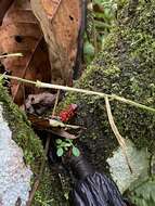 Image of Pichincha poison frog