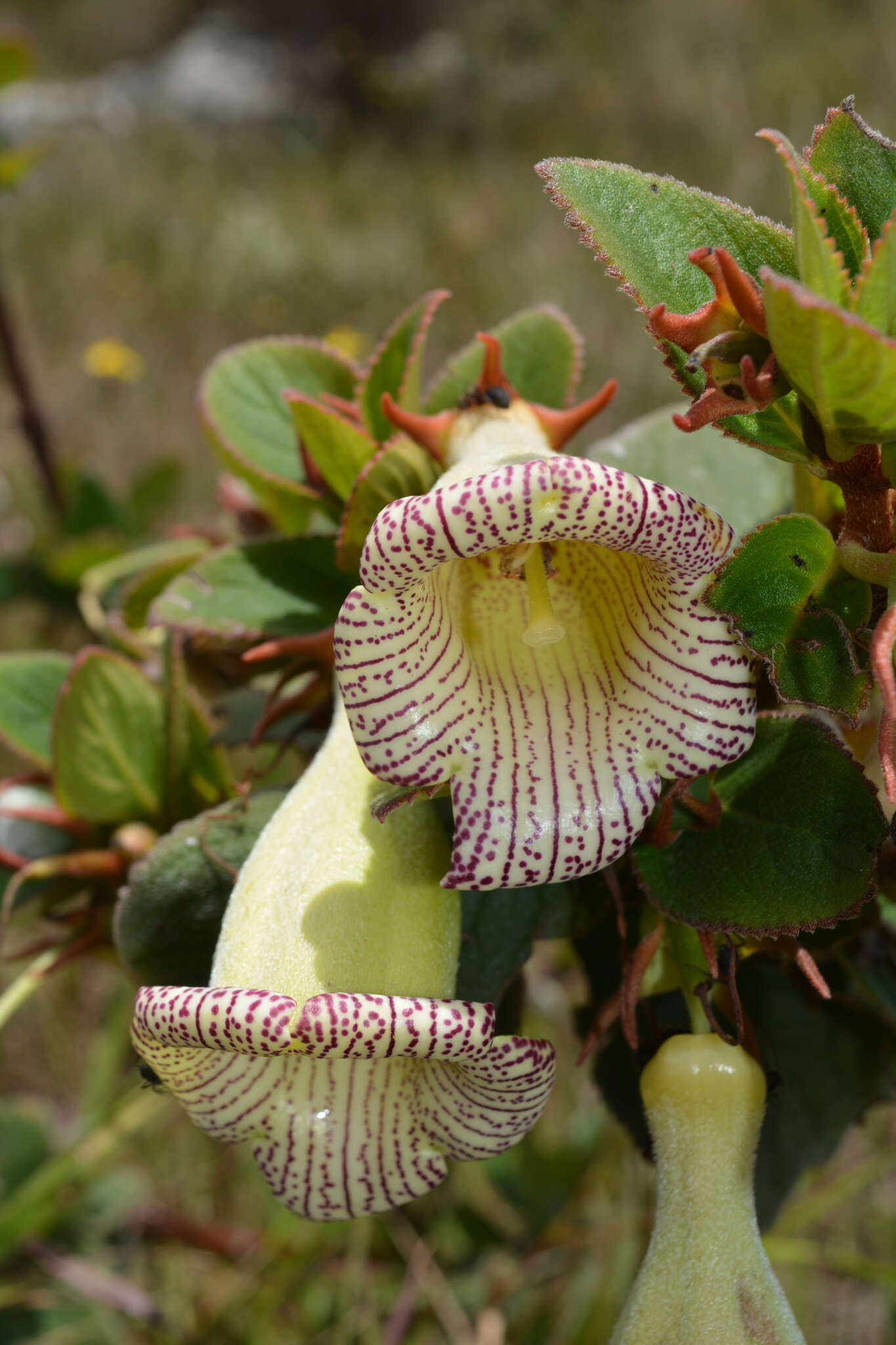 Image of Paliavana sericiflora Benth.