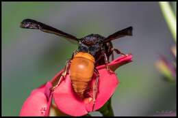 Sivun Tricarinodynerus guerinii (de Saussure 1852) kuva