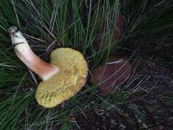 Boletus subtomentosus L. 1753 resmi