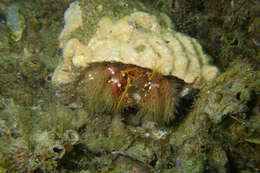 Image of furry hermit crab