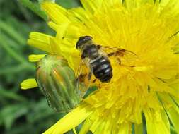 صورة Eristalis alpina (Panzer 1798)