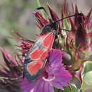 Image of Zygaena sedi Fabricius 1787