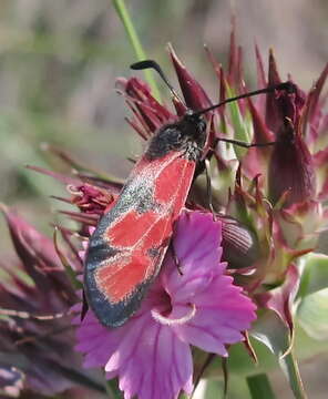 Image of Zygaena sedi Fabricius 1787