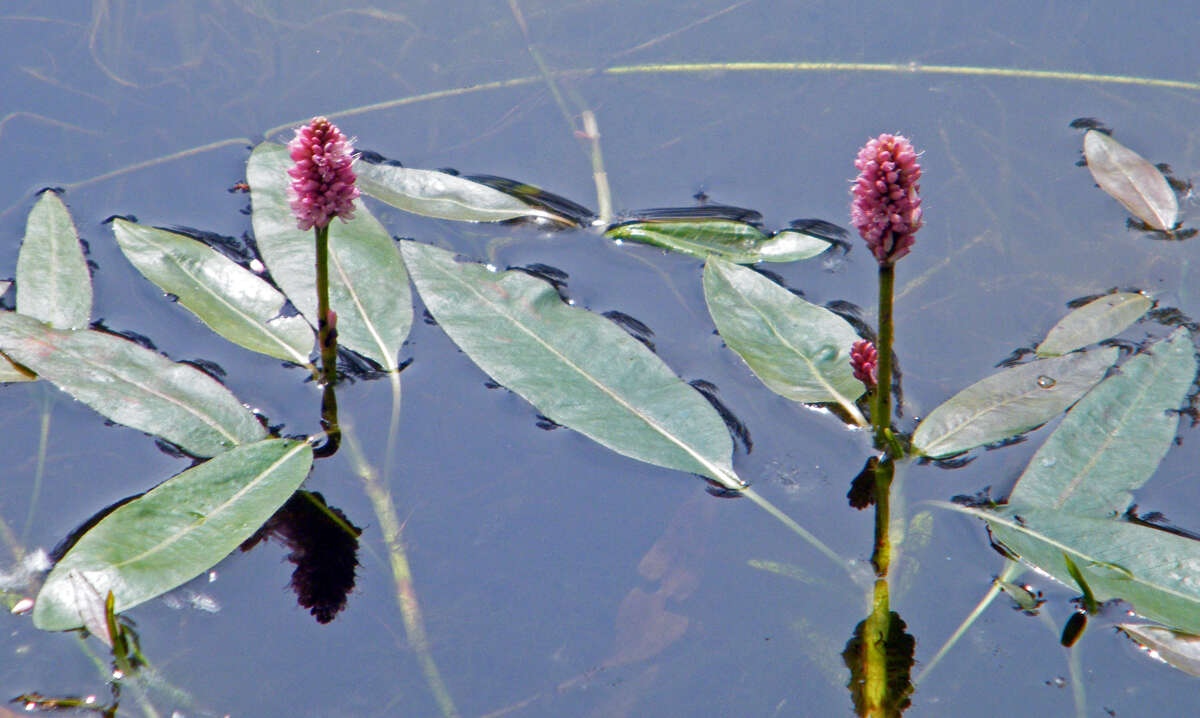 Image of water smartweed