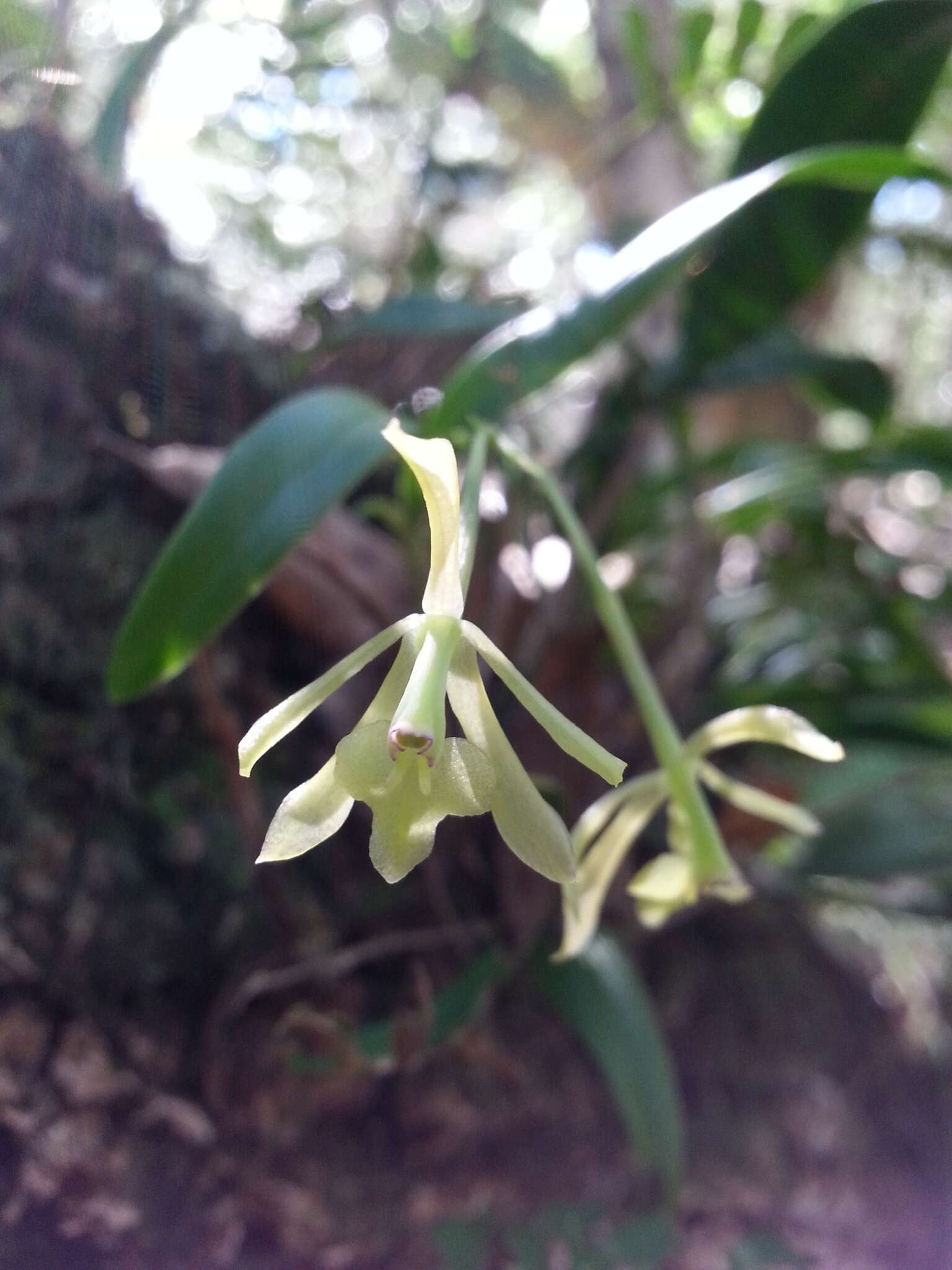 Image of green fly orchid