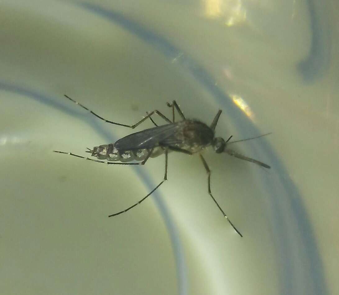 Image of Floodwater Mosquito